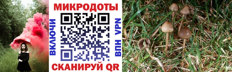 Псилоцибиновые грибы Cubensis  Губаха 